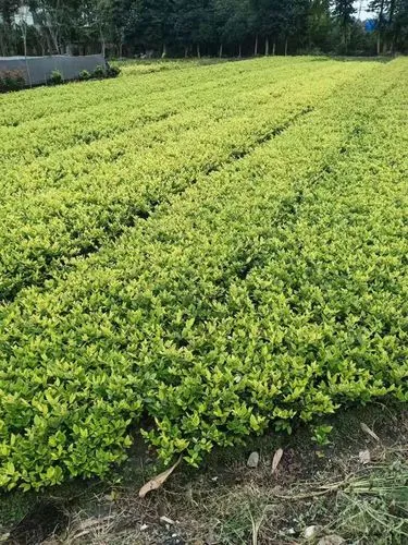 波力哪个系列网球拍好用